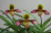 Paphiopedilum Hans Strahl
