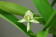 Encyclia fragrans