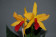 Laeliocattleya Golddigger 'Orchid Jungle'