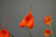 Masdevallia Southern Sun