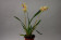 Miltonia binottii