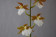 Odontoglossum bictoniense 'semi-alba'