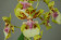 Oncidium Margareth Chenoweth