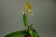 Oncidium Margareth Chenoweth