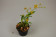 Oncidium meirax