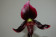 Paphiopedilum Vinicolor