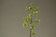 Paradisanthus micranthus