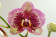 Phalaenopsis Elegant 'Dream Diamond' 2