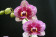 Phalaenopsis Elegant 'Dream Diamond' 1