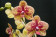 Phalaenopsis Elegant 'Karin Aloha' 1