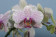 Phalaenopsis Hiddensee 2