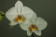 Phalaenopsis Hybride 3