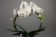 Phalaenopsis White Mirror (2 Rispen, inkl. Übertopf)