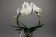 Phalaenopsis White Mirror (2 Rispen, inkl. Übertopf)