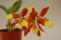 Rossioglossum grande x splendens