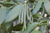 Vanilla planifolia variegata (Ampelpflanze)