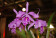 Cattleya maxima