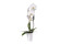 Phalaenopsis Elegant 'Cascade'