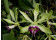 Vanilla imperialis (Jungpflanze)