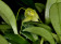 Masdevallia nidifica 'Yellow'