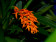 Ada aurantiaca
