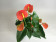 Anthurium Orange Champion