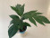 Artocarpus altilis (Brotfruchtbaum)