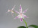 Barkeria spectabilis x Epidendrum prismatocarpum