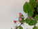 Begonia elaeagnifolia (schulzei) - Sparset
