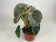 Begonia venosa 'Silver Elefant'