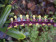 Bulbophyllum falcatum 1