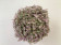 Callisia Rosato 'Pink Lady'