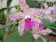 Cattleya amethystoglossa