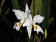 Cattleya percivaliana 'alba'