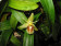 Coelogyne fimbriata