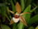 Coelogyne lawrenceana
