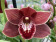 Cymbidium Dark Freak 'Mud in the Eye'