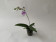 Doritis pulcherrima 'coerulea' x Phal. lindenii