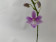 Doritis pulcherrima 'coerulea' x Phal. lindenii