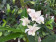 Dendrobium atroviolaceum x D. aberrans
