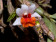Dendrobium bellatulum (Jgpfl., frisch aufgebunden)
