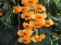 Dendrobium chrysanthum
