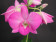 Dendrobium compactum Hybride 1