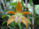 Dendrobium fleckeri