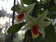 Dendrobium tobaense x Hsinying Frosty Maree