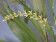 Dendrochillum cobbianum 3