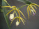 Encyclia brassavolae 2