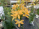 Epidendrum Ballerina 'Yellow'