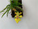 Erycina crista-galli (syn. Psygmorchis, Oncidium)