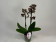 Phalaenopsis Banana Chocolate 'Peloric' (2 Rispen)
